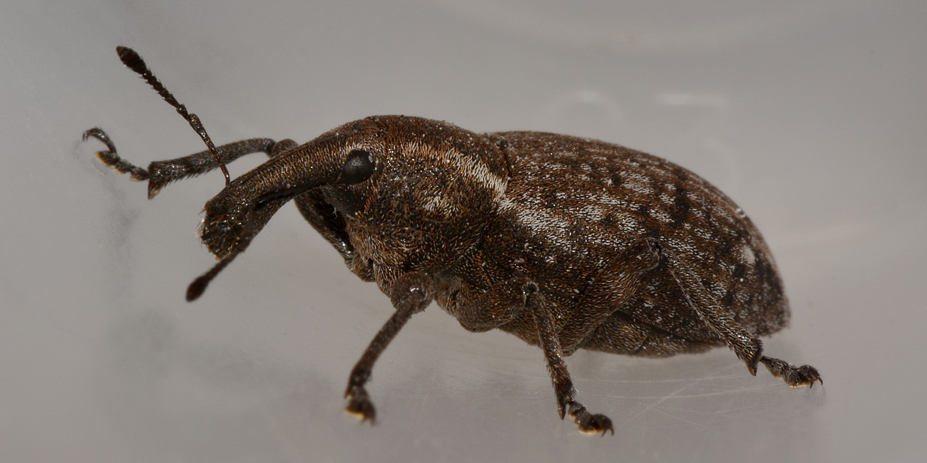 Curculionidae:  Lepyrus capucinus